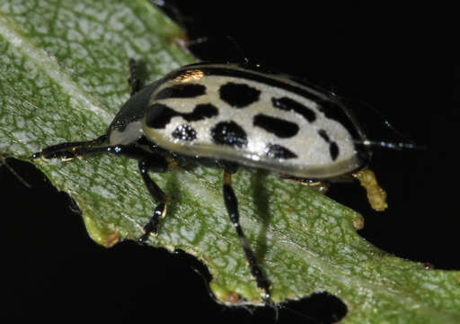 Image of Chrysomela vigintipunctata