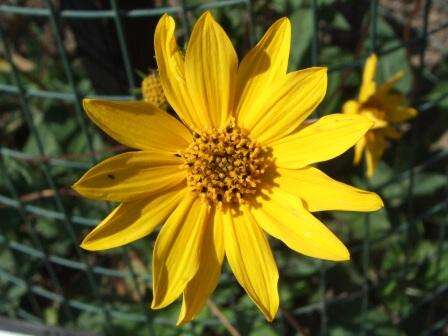 Image of fewleaf sunflower