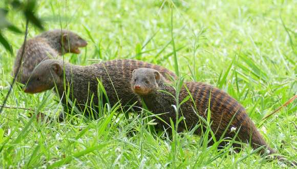 Image of Banded mongooses