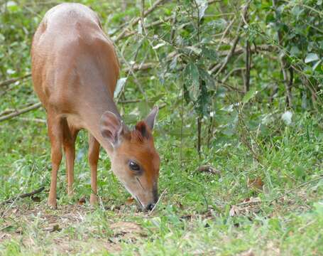 Image of Natal Duiker