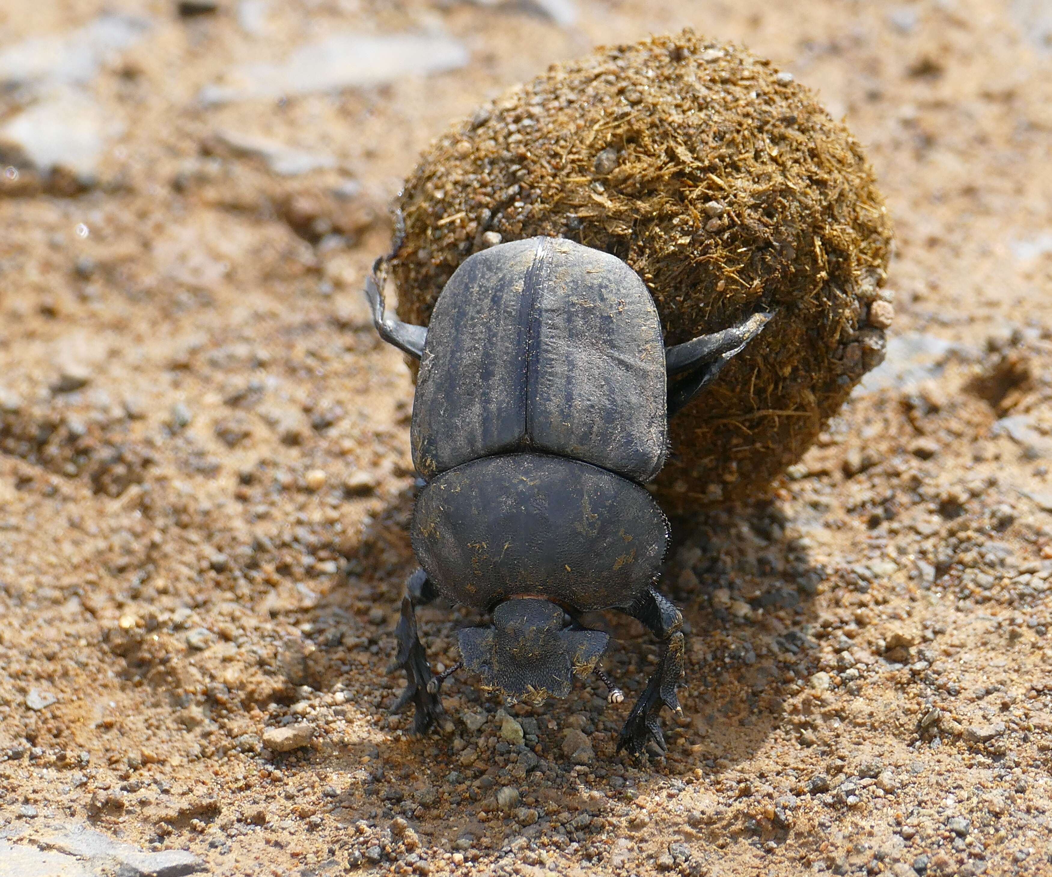 Imagem de Pachylomera