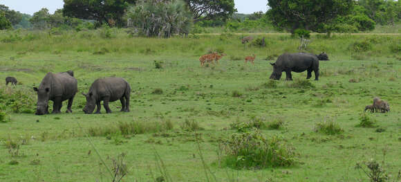 Image of Ceratotherium simum simum