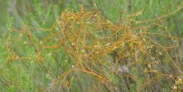 Image of Cuscuta campestris