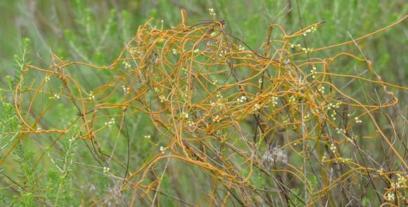 Image of Cuscuta campestris