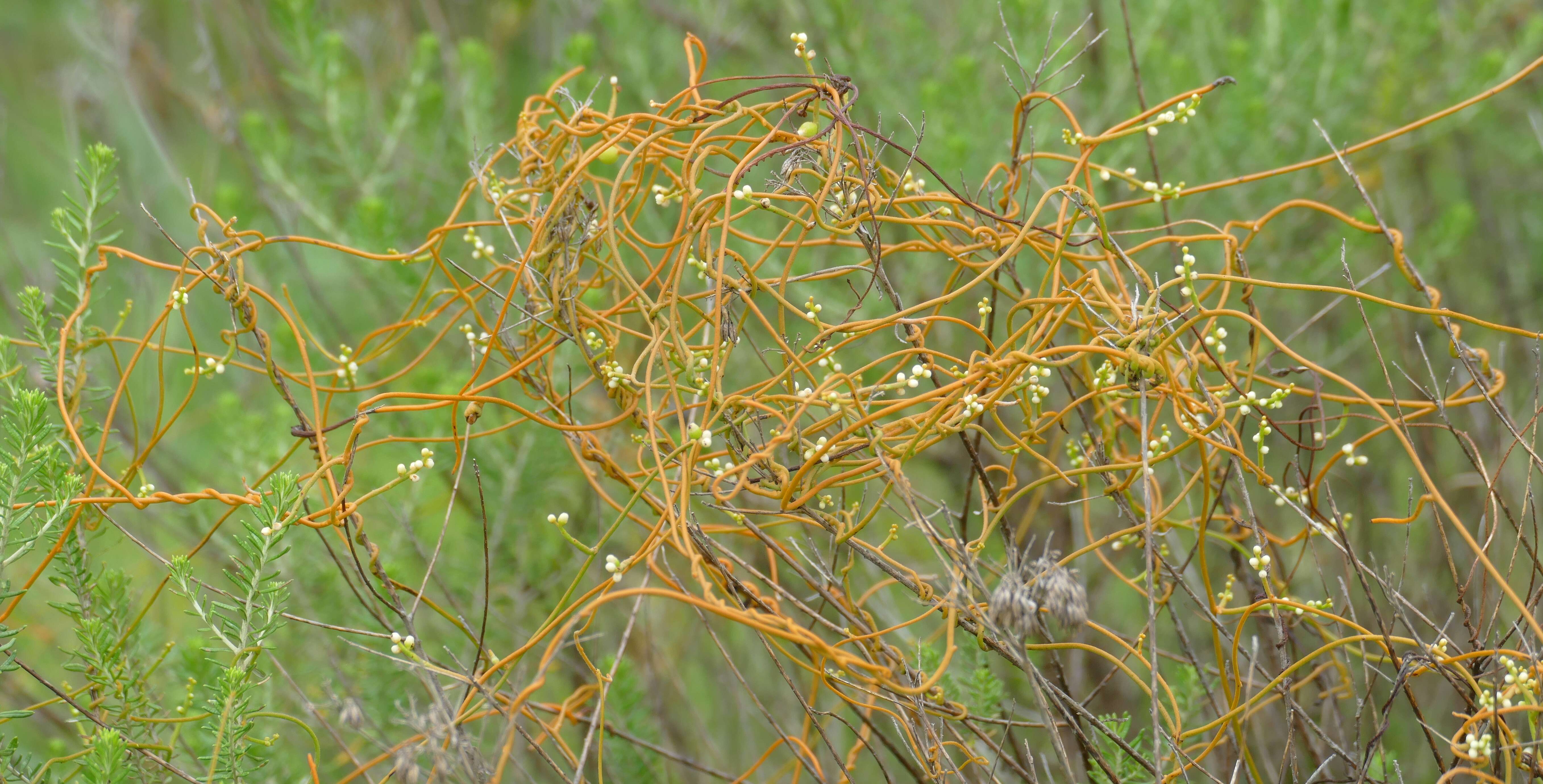 Image of Cuscuta campestris