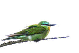 Image of Blue-cheeked Bee-eater