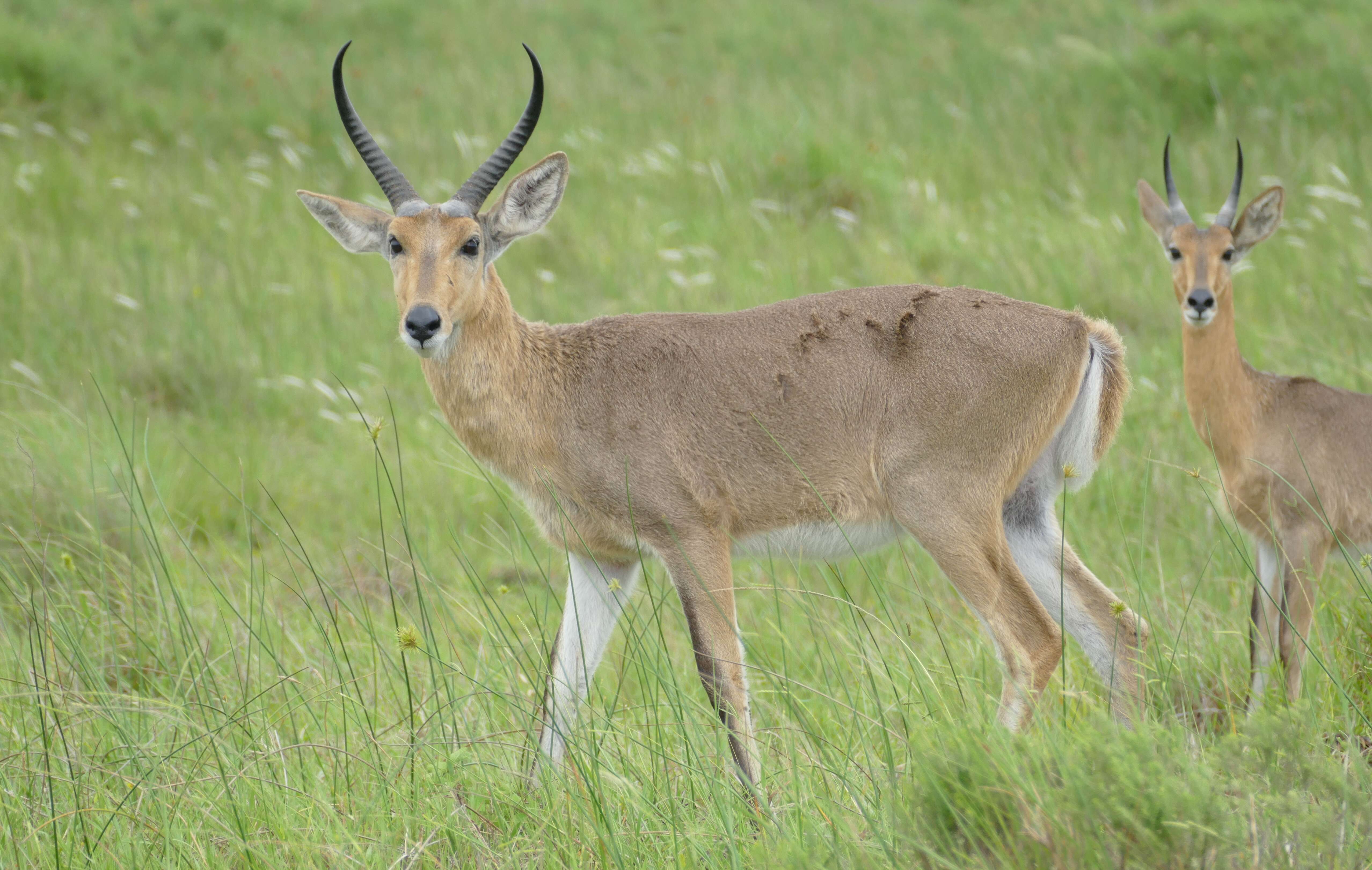 Image of Southern Reedbuck