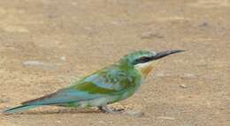 Image of Blue-cheeked Bee-eater