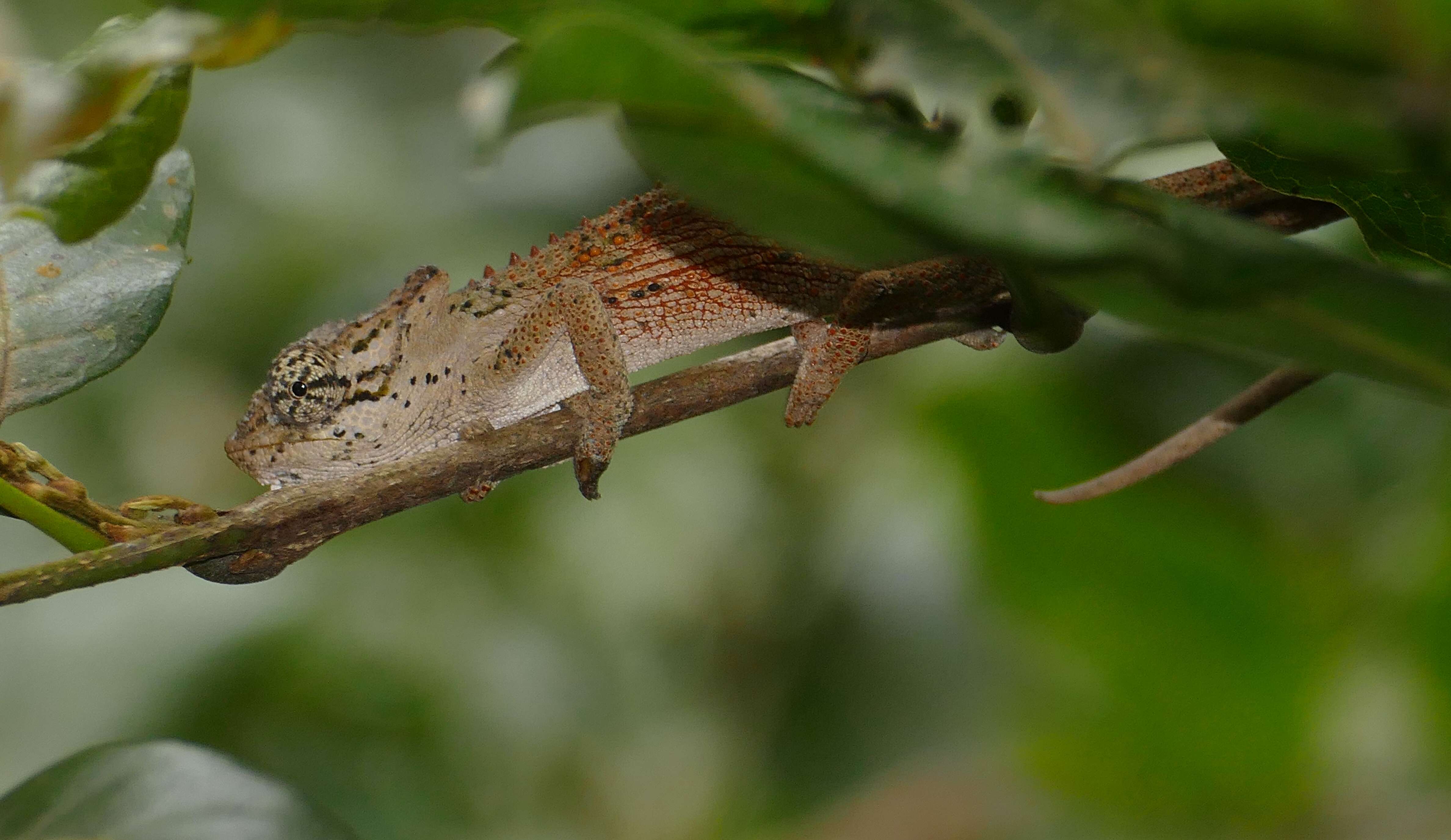 Image of Dhlinza Dwarf Chameleon