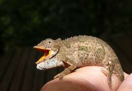 Image of Dhlinza Dwarf Chameleon