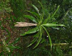 Image of large-leaved dragon tree