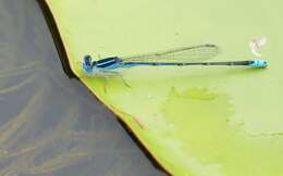 Image of Black-tailed Bluet