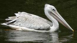 Image of Pink-backed Pelican