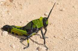 Plancia ëd Phymateus (Phymateus) viridipes Stål 1873