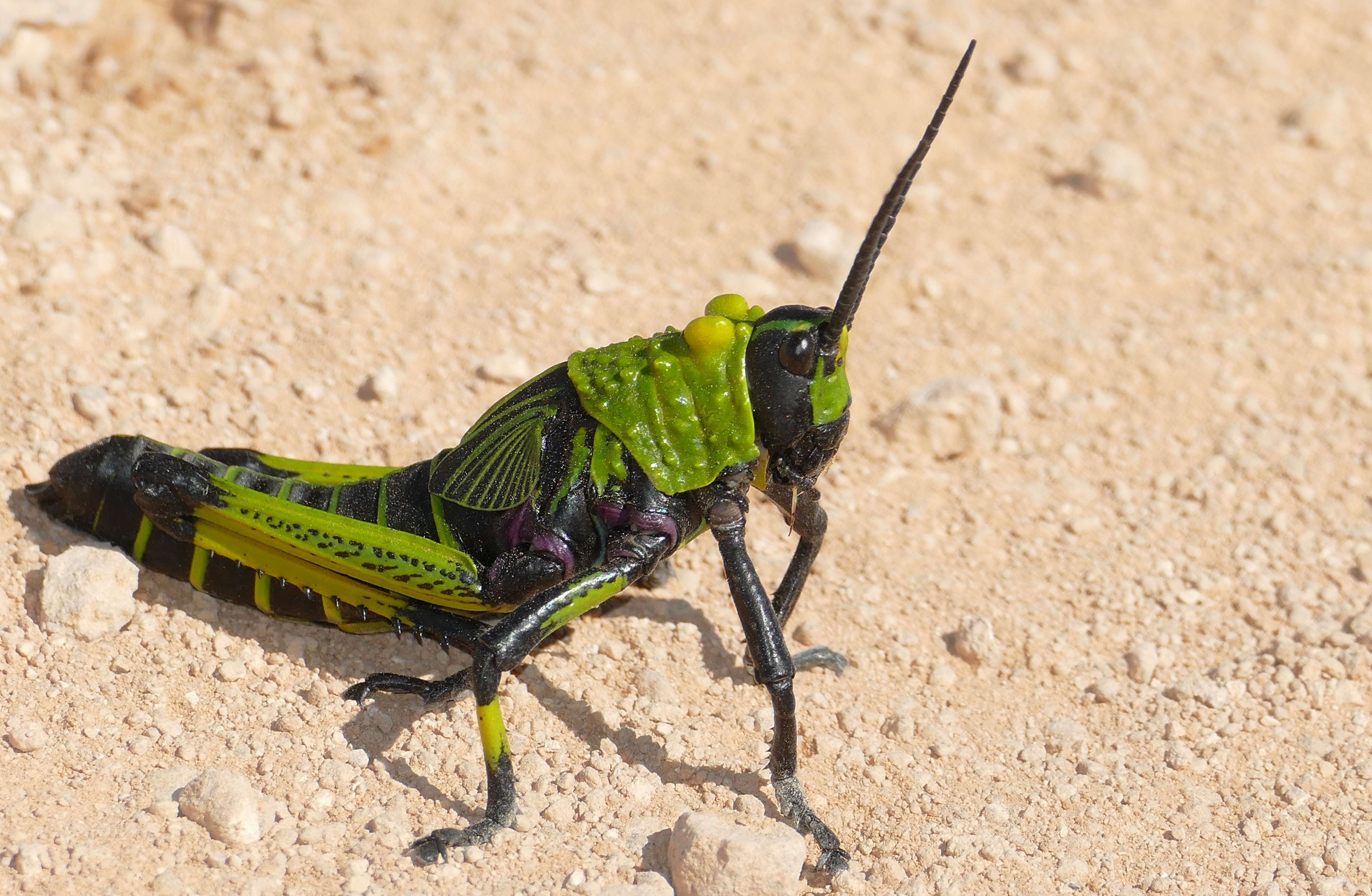 Plancia ëd Phymateus (Phymateus) viridipes Stål 1873