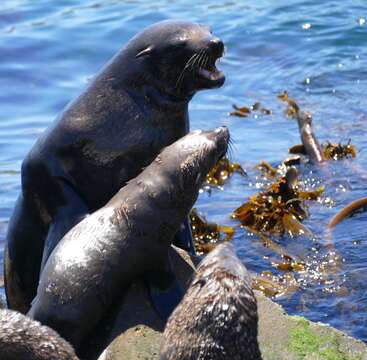 Image of Afro-Australian Fur Seal