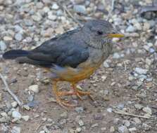 Image of Olive Thrush