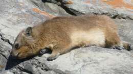 Image of Rock Hyrax