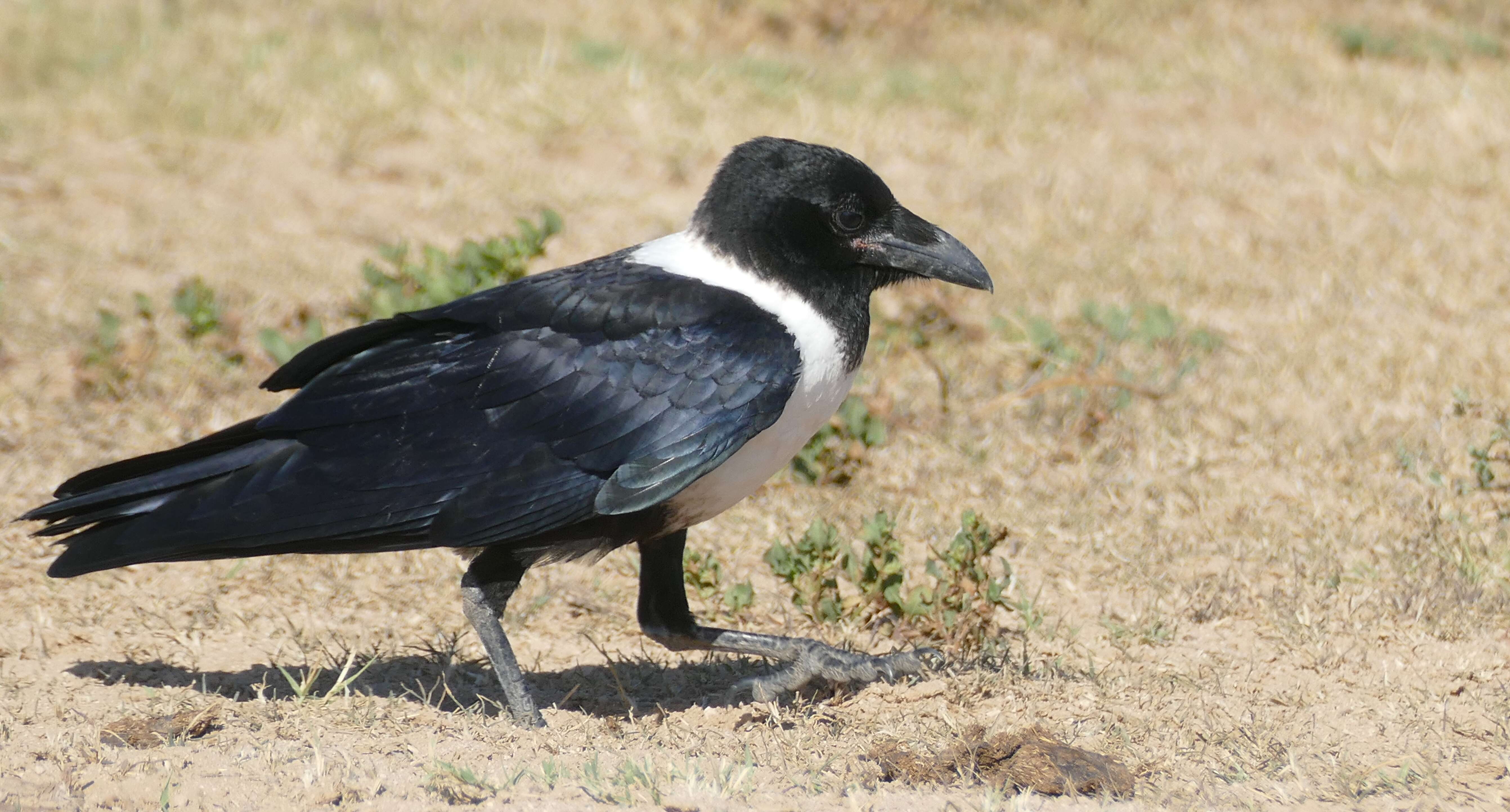 Image of Pied Crow