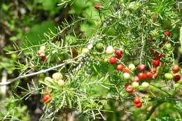 Image of Cwebe asparagus fern