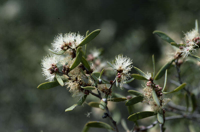 Image of Melaleuca acacioides F. Müll.