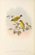 Image of Golden-bellied White-eye