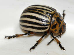 Image of Colorado potato beetle