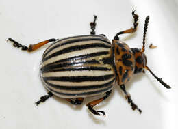 Image of Colorado potato beetle