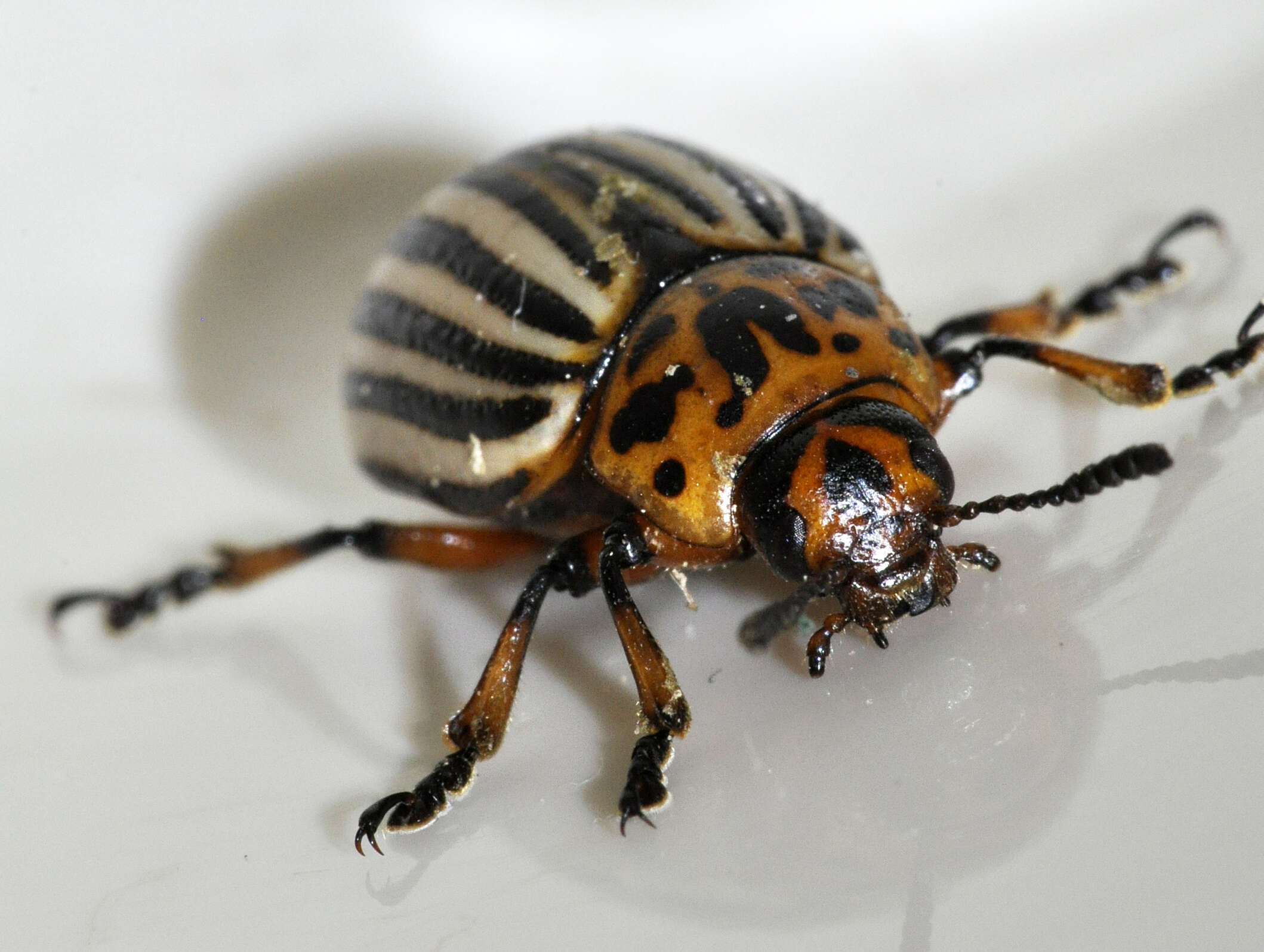 Image of Colorado potato beetle