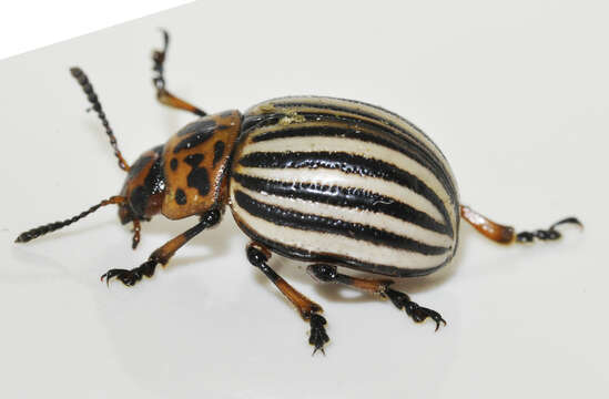 Image of Colorado potato beetle