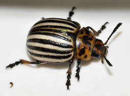 Image of Colorado potato beetle