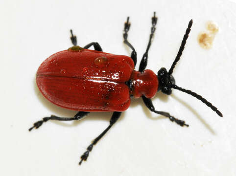 Image of Scarlet lily beetle