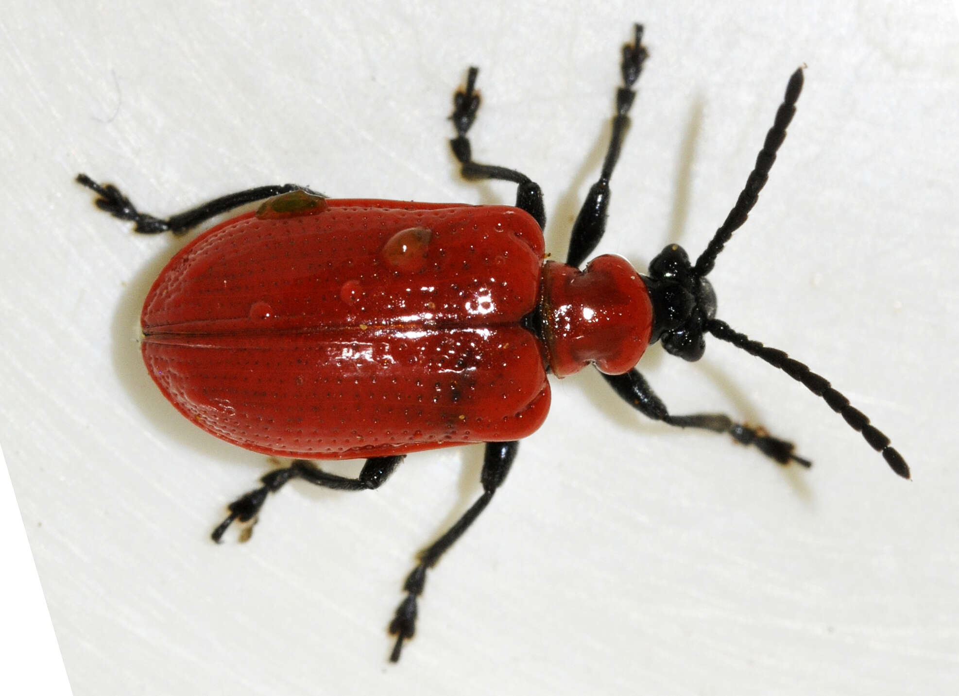 Image of Scarlet lily beetle