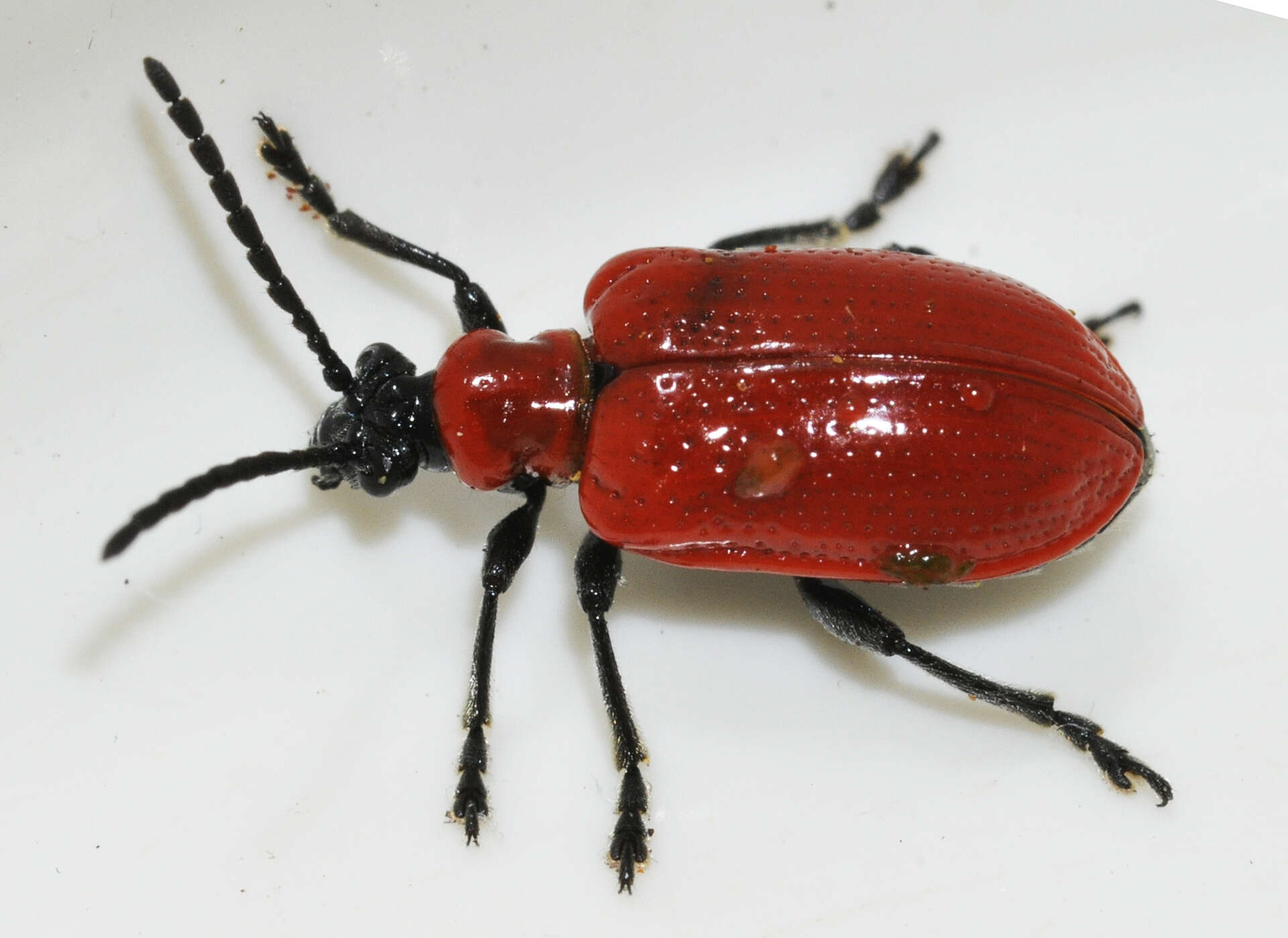 Image of Scarlet lily beetle