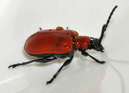 Image of Scarlet lily beetle