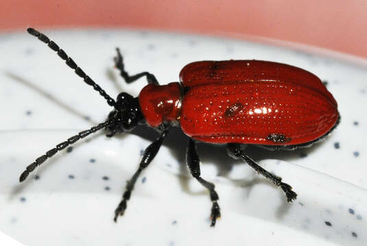 Image of Scarlet lily beetle