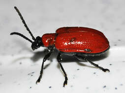 Image of Scarlet lily beetle