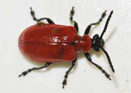 Image of Scarlet lily beetle