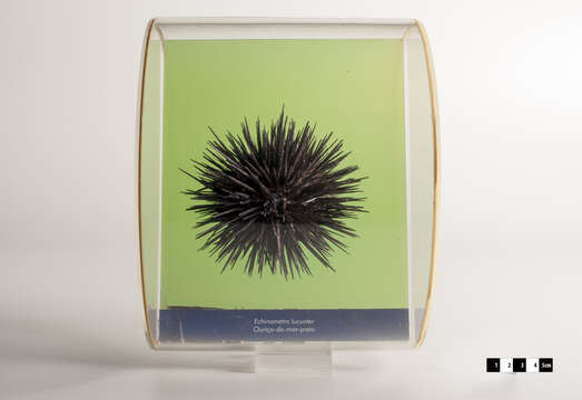 Image of rock urchin