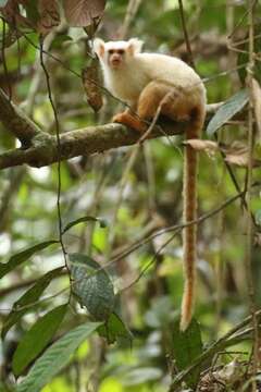 Image of Gold-and-white Marmoset