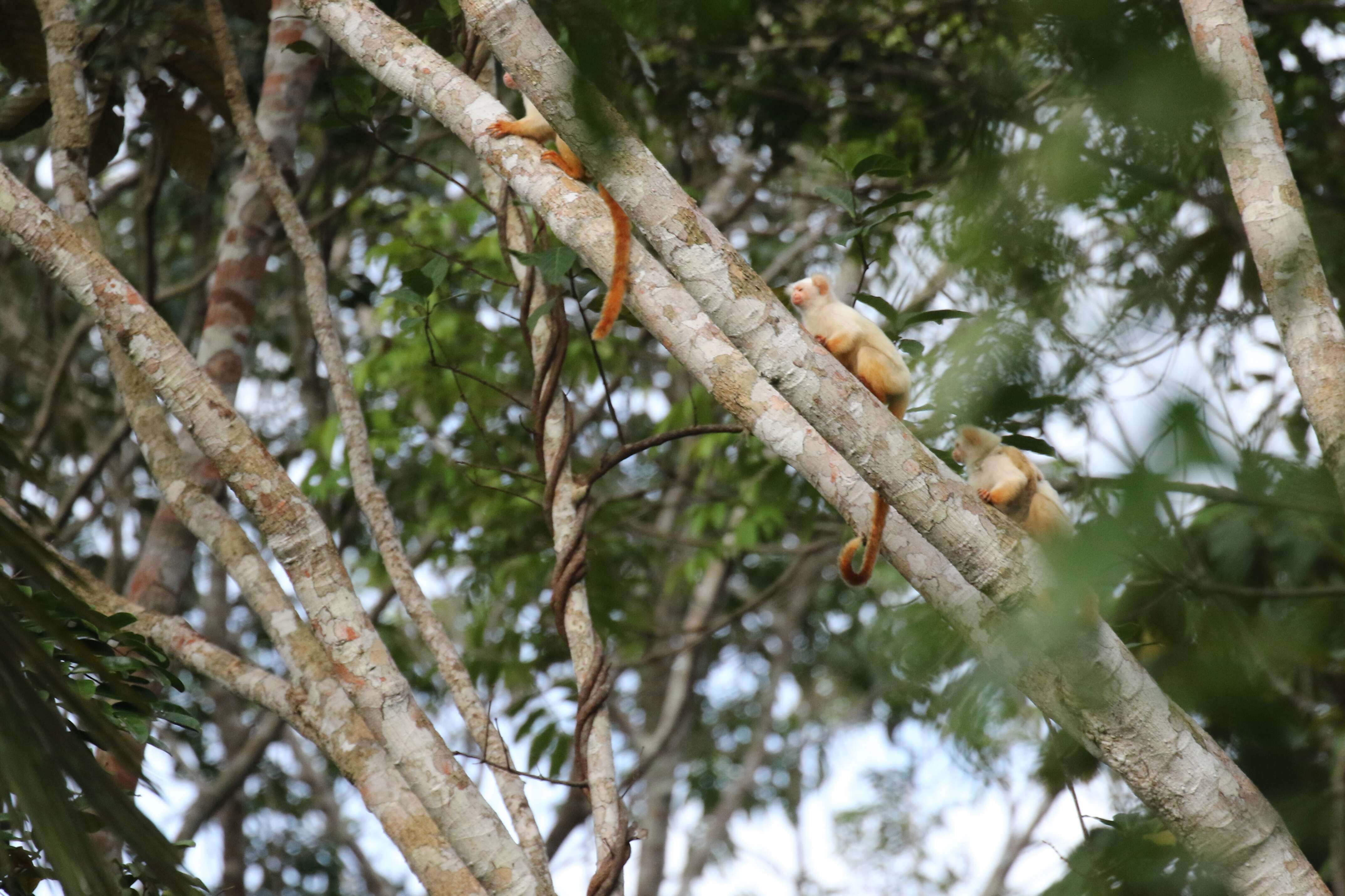 Image of Gold-and-white Marmoset