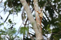 Image of Gold-and-white Marmoset