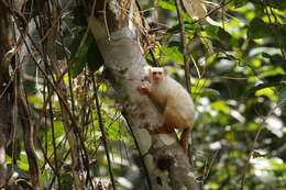 Image of Gold-and-white Marmoset