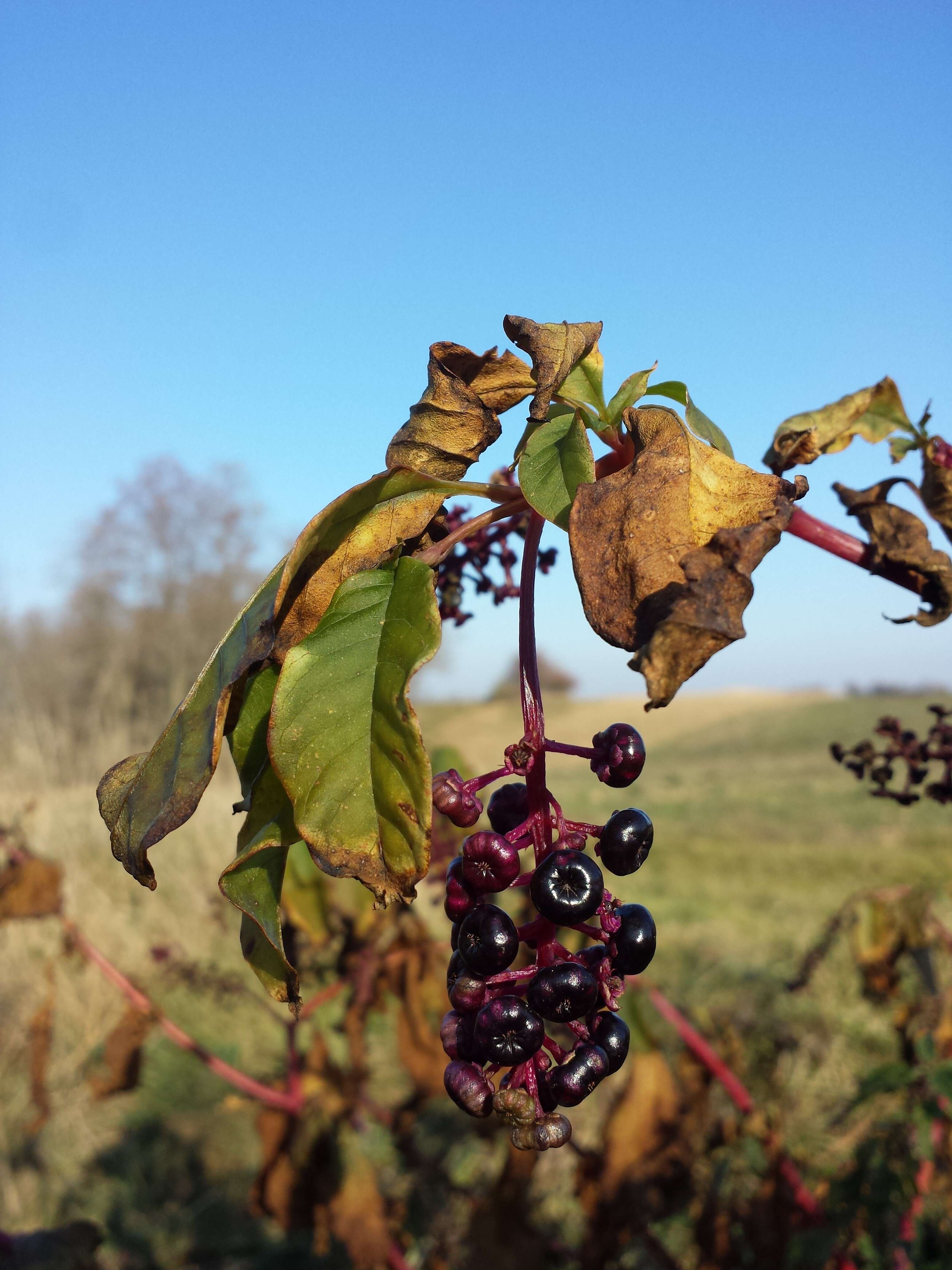 Image of American Nightshade