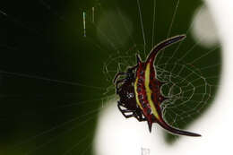 Image of Gasteracantha falcicornis Butler 1873