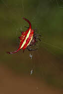 Image of Gasteracantha falcicornis Butler 1873