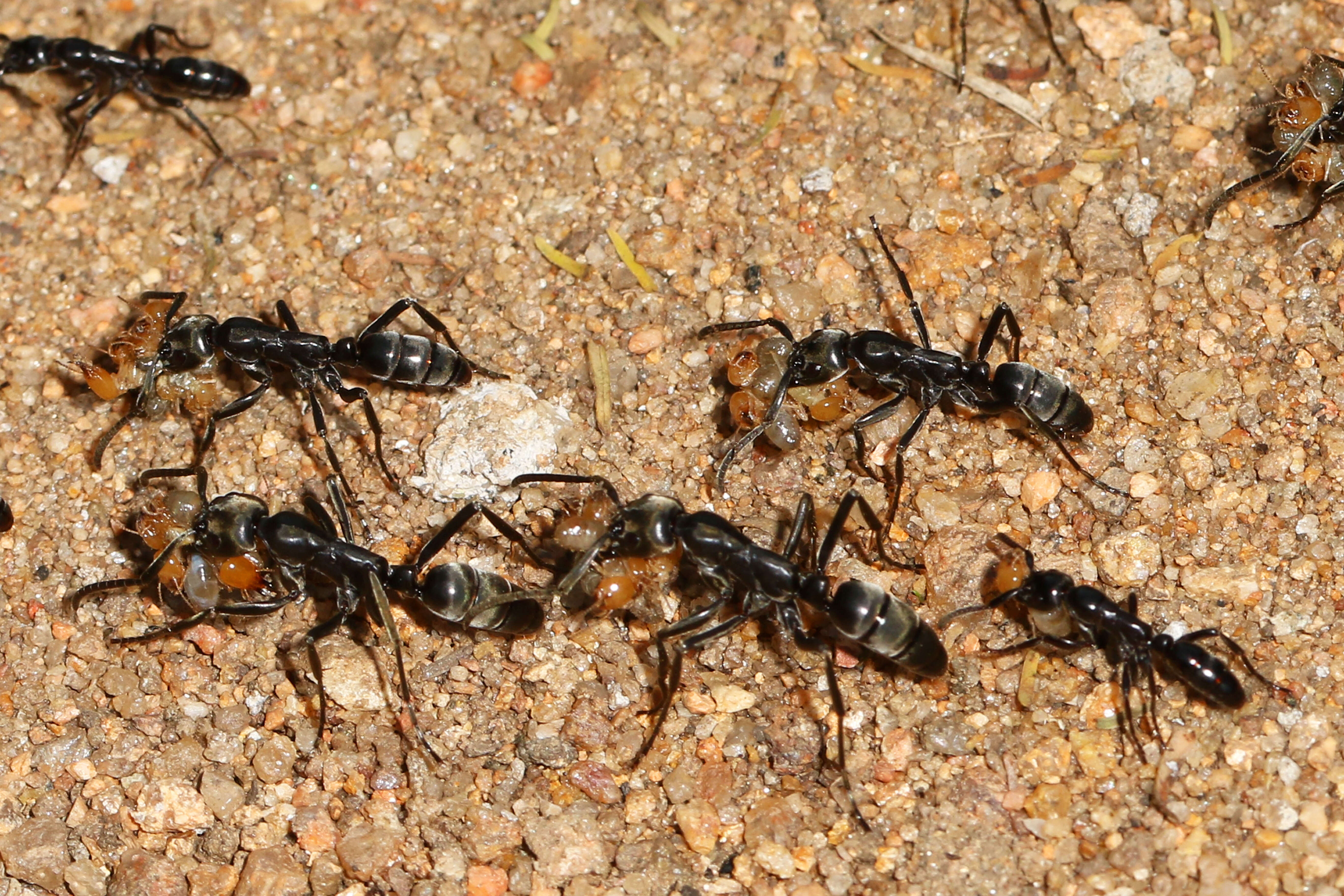 Image of Matabele ant