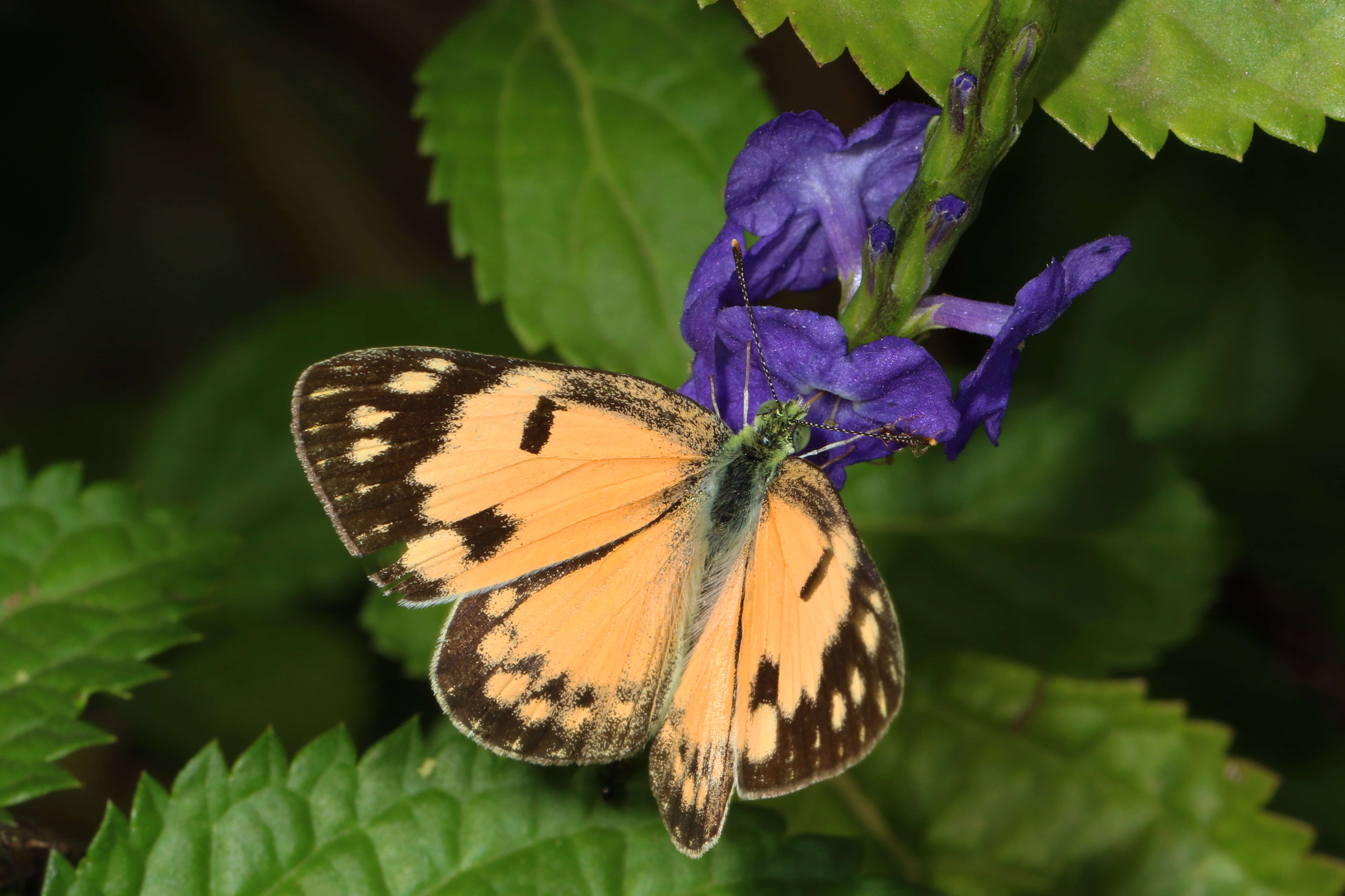 Colotis amata (Fabricius 1775)的圖片