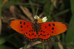 Image of Acraea acrita Hewitson 1865