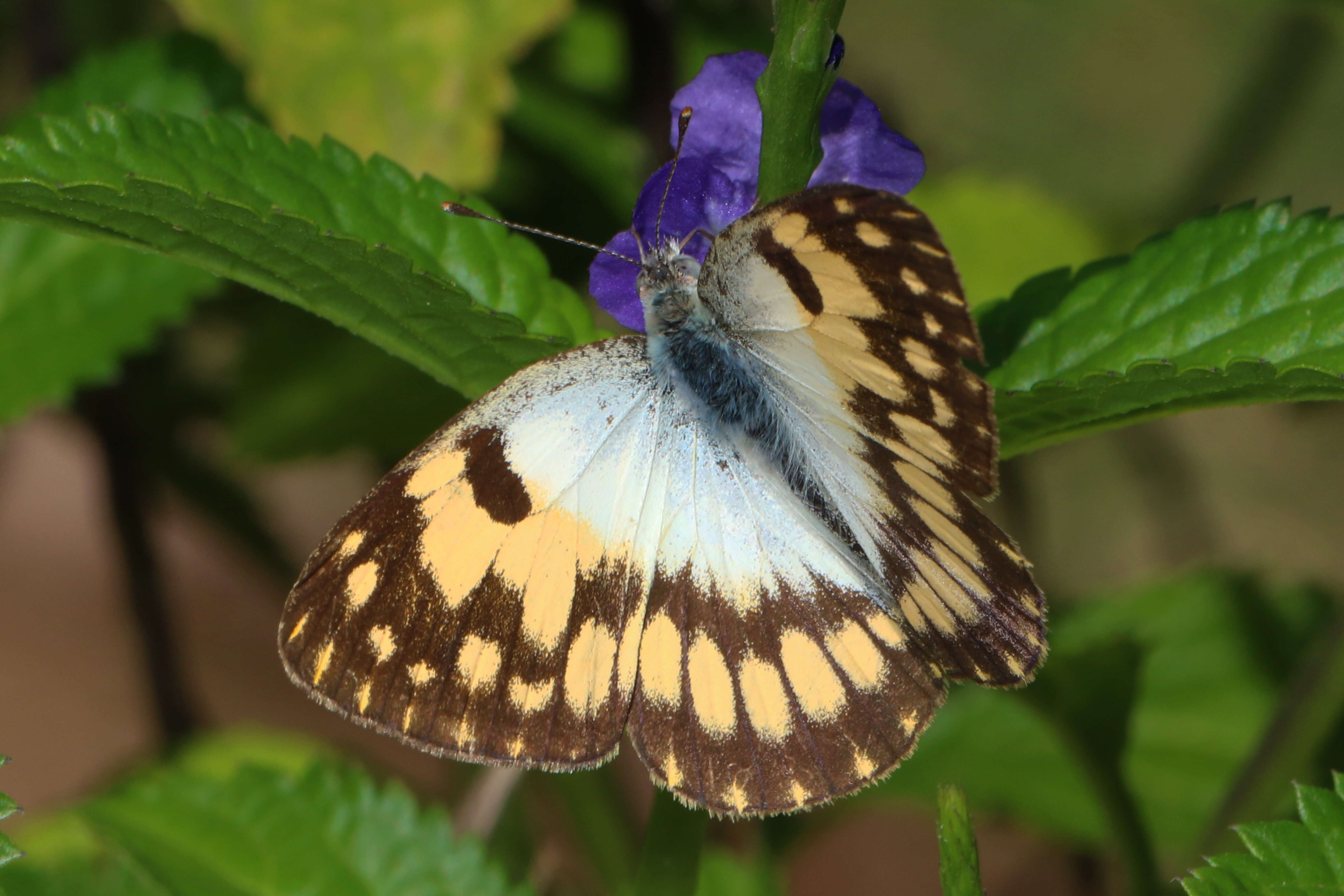 Image of Colotis vesta (Reiche (1850))